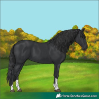 Horse Color:Black Tobiano 