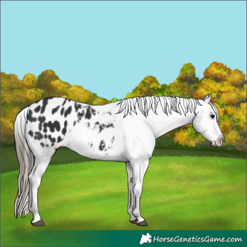 Horse Color:Black Blanket 