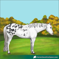 Horse Color:Black Blanket