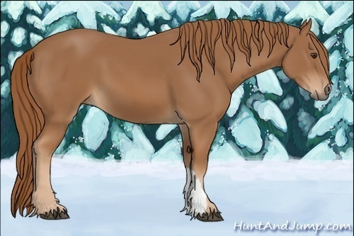 Horse Color:Chestnut 