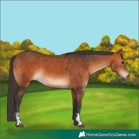 Horse Color:Bay  and Bay 