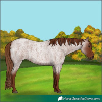 Horse Color:Red Roan 