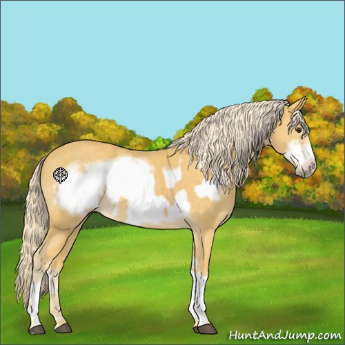 Horse Color:Palomino  and Palomino Frame 