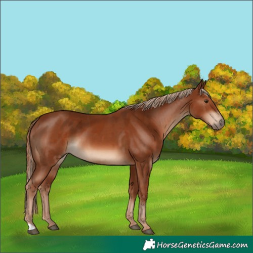 Horse Color:Chestnut  and Chestnut 