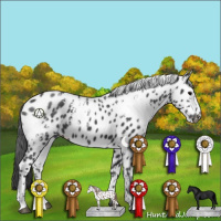 Horse Color:White Spotted Black Appaloosa
