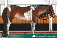Horse Color:Liver Chestnut  and Brown Tobiano 