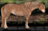 Horse Color:Red Roan  and Red Roan Rabicano 