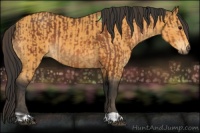 Horse Color:Bay  and Buckskin 