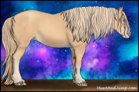 Horse Color:Gold Champagne 