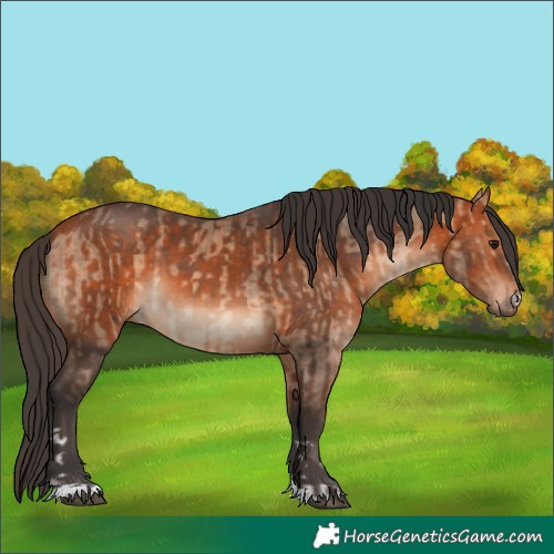 Horse Color:Bay Dun  and Bay 