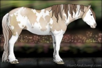 Horse Color:White Spotted Grullo Pearl Sabino Splash 