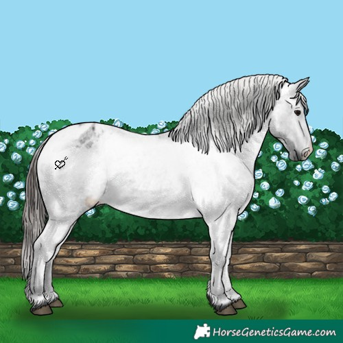 Horse Color:Blue Roan Varnish Rabicano