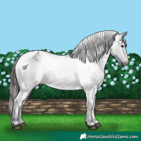 Horse Color:Blue Roan Varnish Rabicano