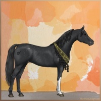 Horse Color:Black Appaloosa Rabicano 