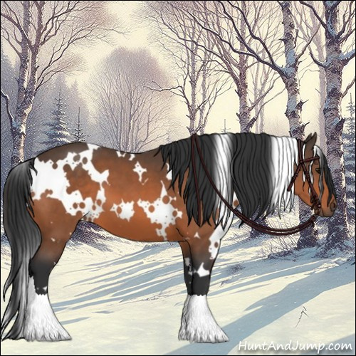Horse Color:White Spotted Bay 