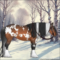 Horse Color:White Spotted Bay 