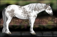 Horse Color:Grullo Roan Splash Tobiano 