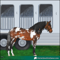 Horse Color:White Spotted Brown 