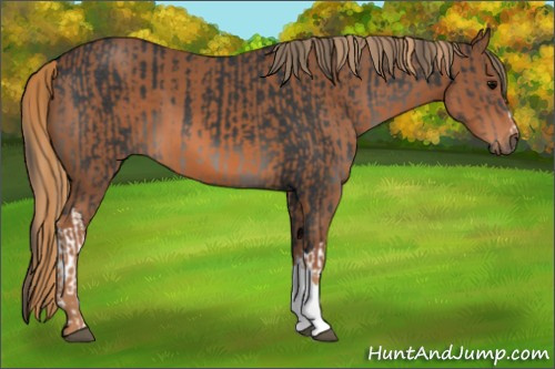 Horse Color:Black  and Chestnut 