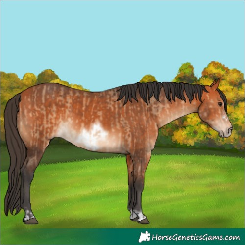 Horse Color:Bay Dun  and Bay Frame 
