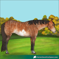 Horse Color:Bay Dun  and Bay Frame 
