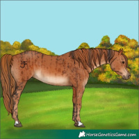 Horse Color:Bay  and Chestnut 
