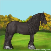 Horse Color:Smoky Black and Smoky Black