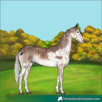 Horse Color:White Spotted Chestnut Mushroom and Liver Chestnut Mushroom Splash