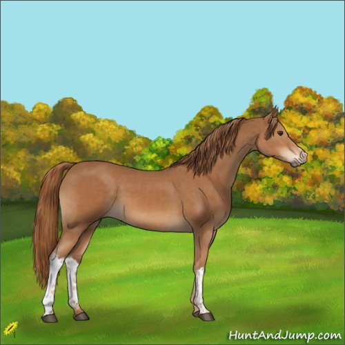 Horse Color:Chestnut  and Chestnut 