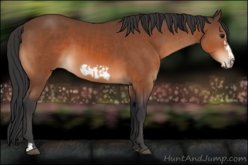 Horse Color:Bay and Bay Frame