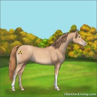 Horse Color:Gold Champagne  and Gold Champagne 