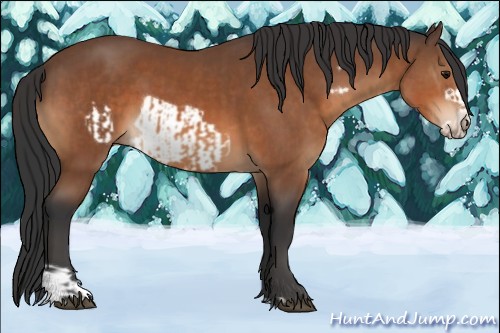 Horse Color:Bay  and Bay Frame 