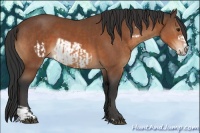 Horse Color:Bay  and Bay Frame 