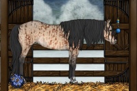 Horse Color:Bay  and Bay Dun 