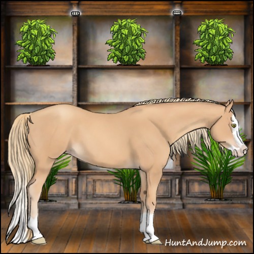 Horse Color:Gold Champagne Splash
