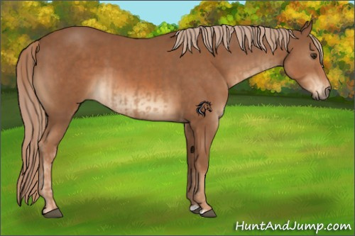 Horse Color:Chestnut  and Chestnut 