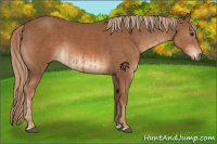 Horse Color:Chestnut  and Chestnut 