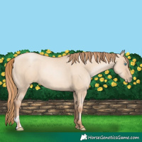 Horse Color:Gold Champagne Pearl Dun Rabicano  and Gold Champagne Pearl Dun 