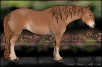 Horse Color:Chestnut  and Chestnut Rabicano 