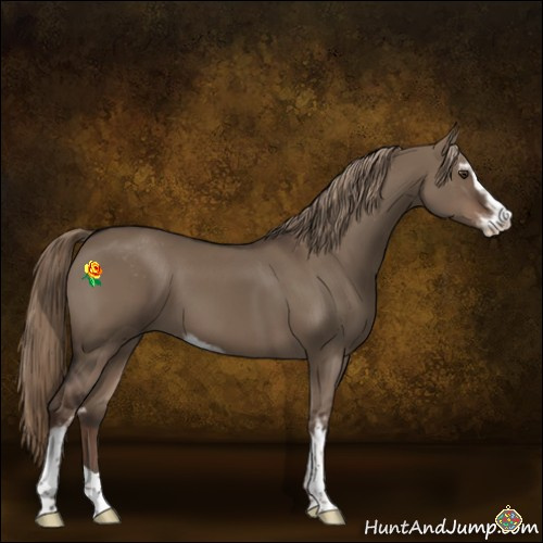 Horse Color:Liver Red Dun Sabino
