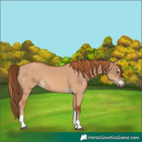 Horse Color:Red Dun and Red Dun