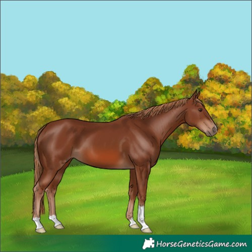 Horse Color:Chestnut 