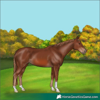 Horse Color:Chestnut 