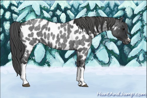 Horse Color:Blue Roan Near Leopard