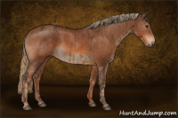 Horse Color:Bay  and Chestnut 