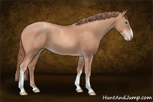 Horse Color:Gold Champagne Splash Tobiano 
