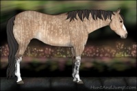 Horse Color:Bay Dun  and Bay Dun 