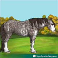 Horse Color:Liver Chestnut Ice Sabino Rabicano