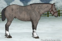 Horse Color:Grullo  and Grullo 