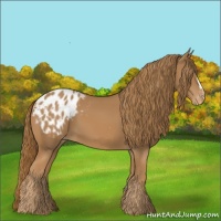 Horse Color:Chestnut Appaloosa